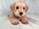 Male Schnoodle puppy for sale, Iowa breeder of 18 years